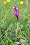 Orchis mascula
