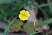 Potentilla erecta