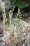 Aira caryophyllea