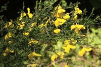 Cytisus scoparius
