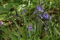 Hyacinthoides non-scripta