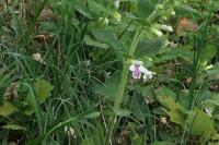 Melittis melissophyllum