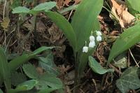 Convallaria majalis