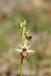 Ophrys aranifera