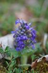 Ajuga genevensis