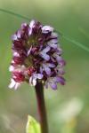Orchis purpurea