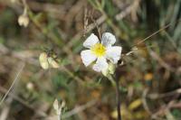 Helianthemum apenninum