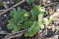 Ranunculus parviflorus