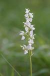 Orchis mascula