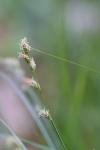 Carex divulsa