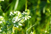 Galium album
