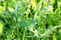 Galium album