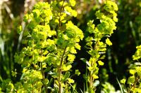 Euphorbia amygdaloides