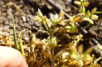 Cerastium glomeratum