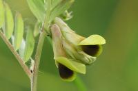 Vicia melanops