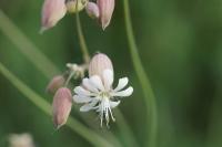 Silene vulgaris