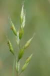 Bromus hordeaceus