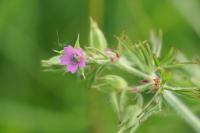 Geranium dissectum