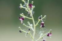 Scrophularia canina