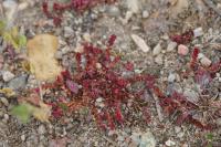 Crassula tillaea