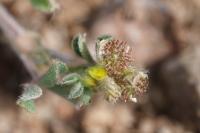 Medicago minima