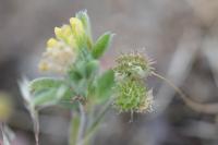 Medicago minima