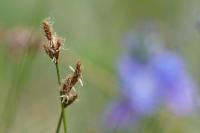 Carex praecox