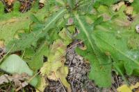 Hypochaeris radicata