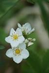 Fragaria viridis