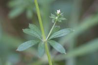 Galium aparine