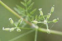 Anthriscus caucalis
