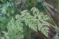 Anthriscus caucalis