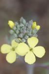 Coincya monensis