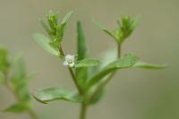 Veronica peregrina