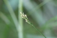Lolium perenne