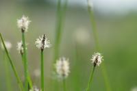 Eleocharis palustris