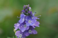 Veronica bastardii