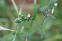 Cerastium fontanum