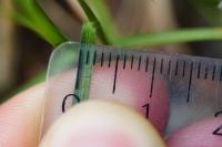 Carex colchica