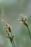 Carex colchica