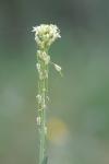 Turritis glabra