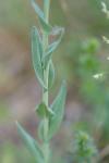 Turritis glabra