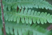 Dryopteris filix-mas