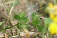 Lotus corniculatus