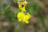 Lotus corniculatus