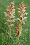 Orobanche caryophyllacea