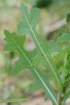 Lactuca serriola