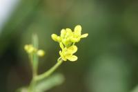 Rorippa sylvestris