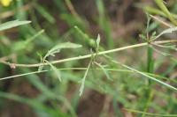 Rorippa sylvestris