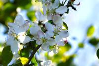 Malus sylvestris